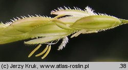 Leersia oryzoides (zamokrzyca ryżowa)