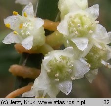 Cuscuta campestris (kanianka polna)