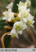 Cuscuta campestris (kanianka polna)