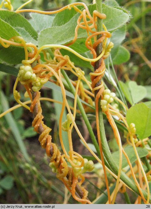 Cuscuta campestris (kanianka polna)