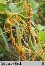 Cuscuta campestris (kanianka polna)