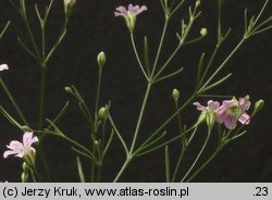 Gypsophila muralis (łyszczec polny)