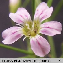 Gypsophila muralis (łyszczec polny)