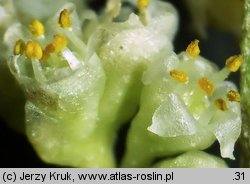 Cuscuta campestris (kanianka polna)