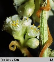 Cuscuta campestris (kanianka polna)