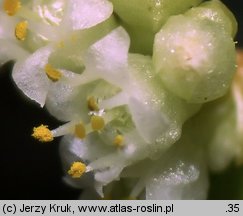 Cuscuta campestris (kanianka polna)