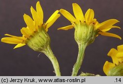 Senecio jacobaea (starzec jakubek)