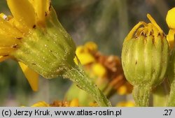 Senecio jacobaea (starzec jakubek)