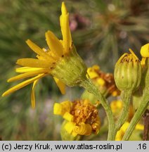 Senecio jacobaea (starzec jakubek)