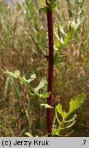 Senecio jacobaea (starzec jakubek)