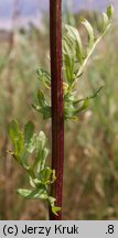 Senecio jacobaea (starzec jakubek)