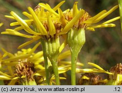 Senecio jacobaea (starzec jakubek)