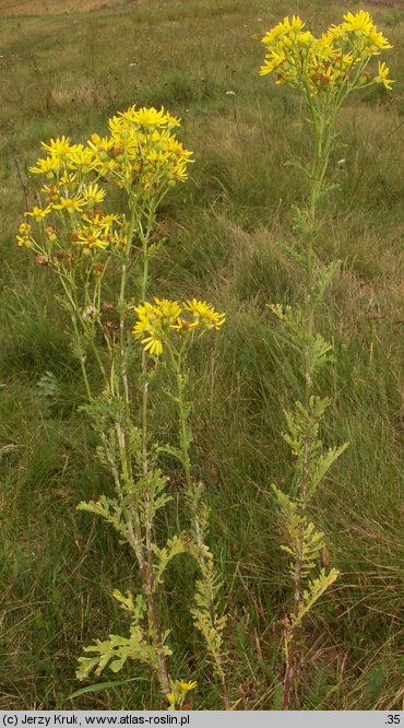 Senecio jacobaea (starzec jakubek)