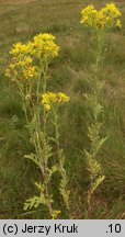 Senecio jacobaea (starzec jakubek)