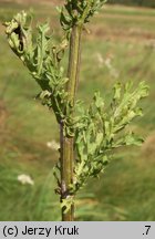 Senecio jacobaea (starzec jakubek)