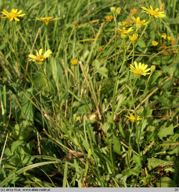 Senecio barbaraeifolius (starzec gorczycznikowy)