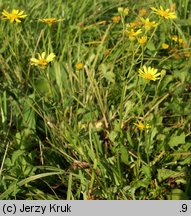 Senecio barbaraeifolius (starzec gorczycznikowy)