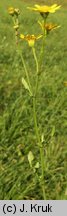 Senecio barbaraeifolius (starzec gorczycznikowy)