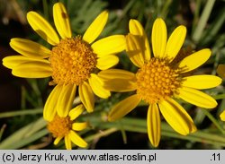 Senecio barbaraeifolius (starzec gorczycznikowy)