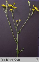 Senecio barbaraeifolius (starzec gorczycznikowy)