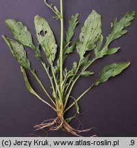 Senecio barbaraeifolius (starzec gorczycznikowy)