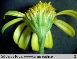 Senecio barbaraeifolius (starzec gorczycznikowy)