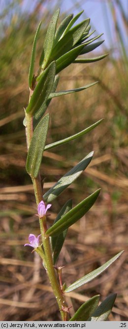 Lythrum hyssopifolia (krwawnica wąskolistna)