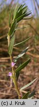 Lythrum hyssopifolia (krwawnica wąskolistna)