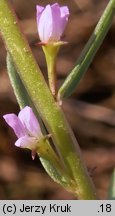 Lythrum hyssopifolia (krwawnica wąskolistna)