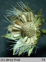 Senecio barbaraeifolius (starzec gorczycznikowy)