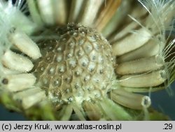 Senecio barbaraeifolius (starzec gorczycznikowy)