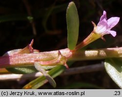 Lythrum hyssopifolia (krwawnica wąskolistna)