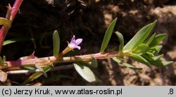 Lythrum hyssopifolia (krwawnica wąskolistna)