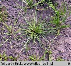 Eleocharis ovata