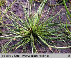 Eleocharis ovata