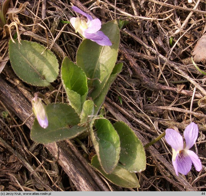 Viola collina (fiołek pagórkowy)