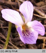 Viola collina (fiołek pagórkowy)