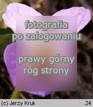 Viola collina (fioÅ‚ek pagÃ³rkowy)