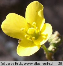 Diplotaxis muralis (dwurząd murowy)