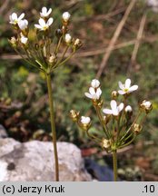 Androsace septentrionalis (naradka północna)