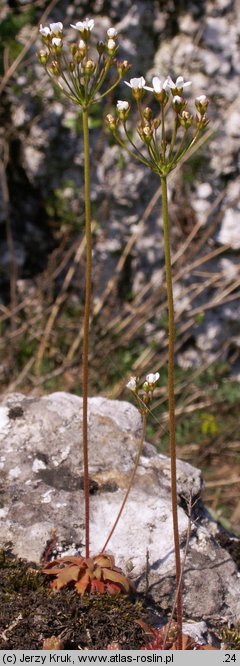 Androsace septentrionalis (naradka północna)