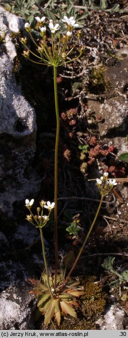 Androsace septentrionalis (naradka północna)