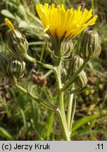 Crepis biennis (pępawa dwuletnia)