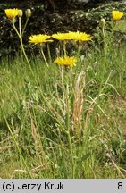Crepis biennis (pępawa dwuletnia)