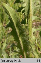 Crepis biennis (pępawa dwuletnia)