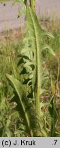 Crepis biennis (pępawa dwuletnia)