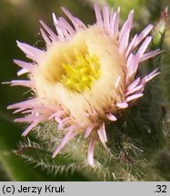 Erigeron acris (przymiotno ostre)