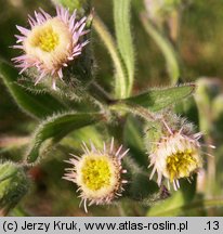 Erigeron acris (przymiotno ostre)