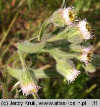 Erigeron acris (przymiotno ostre)