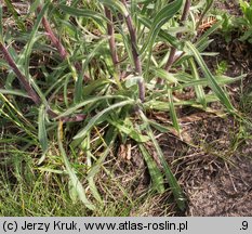 Erigeron acris (przymiotno ostre)